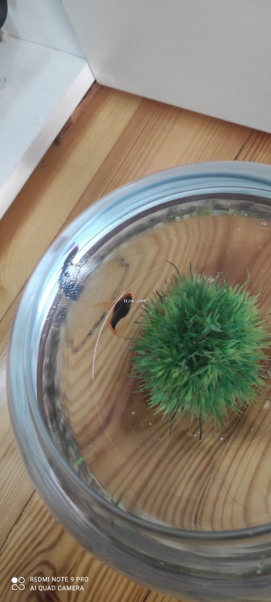 Şüşə akvarium 2 balıq balıqın rəng seçimi var ot daxil deyil - şəkil 3