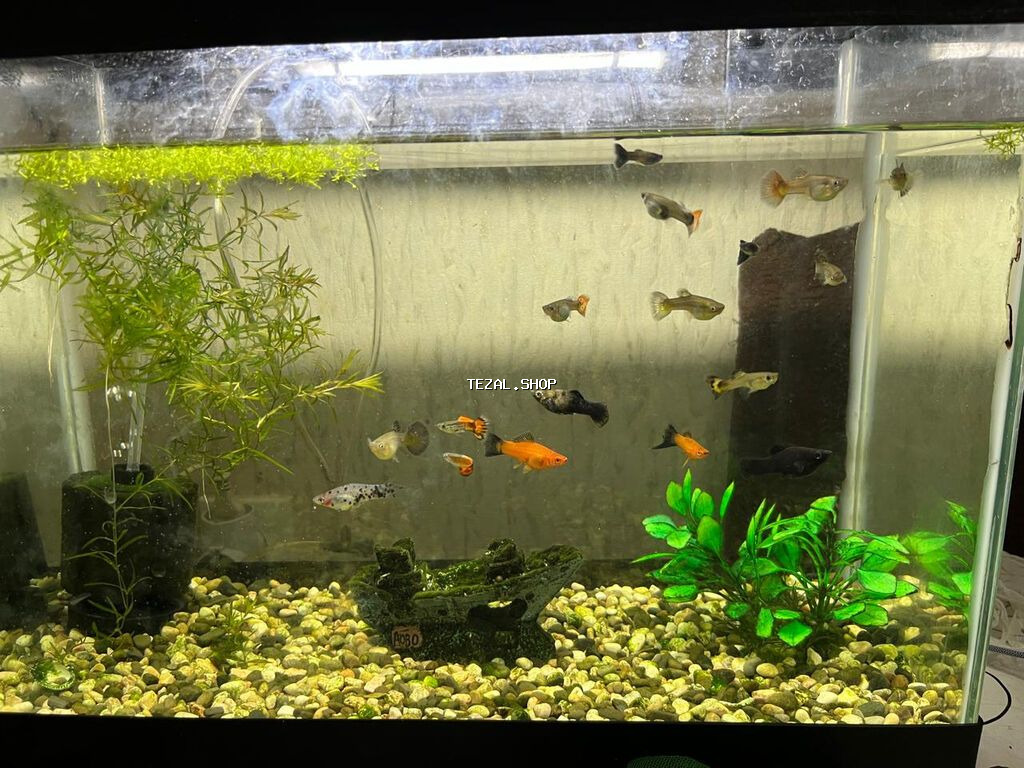 Salam. Zavod istehsali akvarium satilir.Sekilde gorduyunuz kimi qapagi - şəkil 2