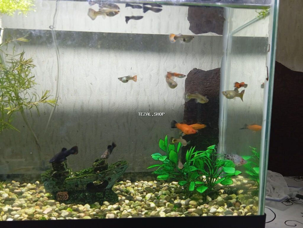 Salam. Zavod istehsali akvarium satilir.Sekilde gorduyunuz kimi qapagi - şəkil 4