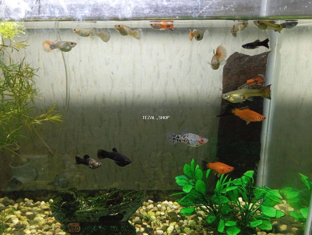 Salam. Zavod istehsali akvarium satilir.Sekilde gorduyunuz kimi qapagi - şəkil 5