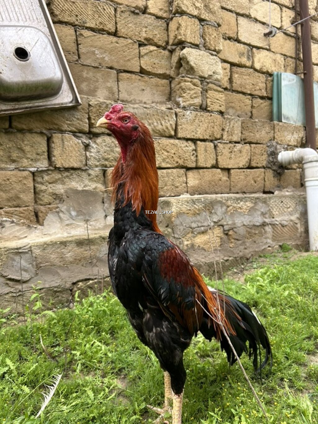 Xoruz, il: 2, Ödənişli çatdırılma - şəkil 2