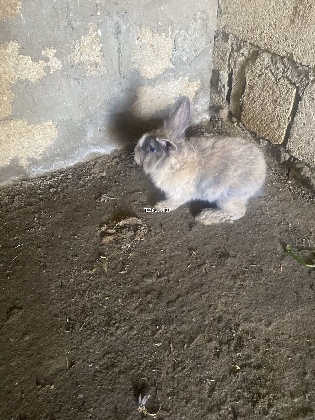 2 əddəd. Satılır