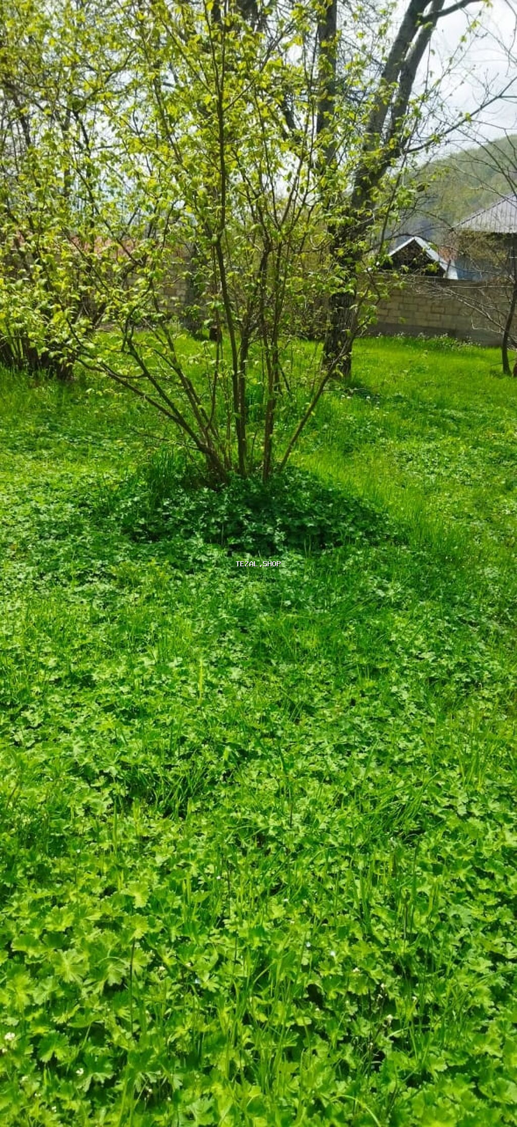 10 sot, Kənd təsərrüfatı, Kupça (Çıxarış)