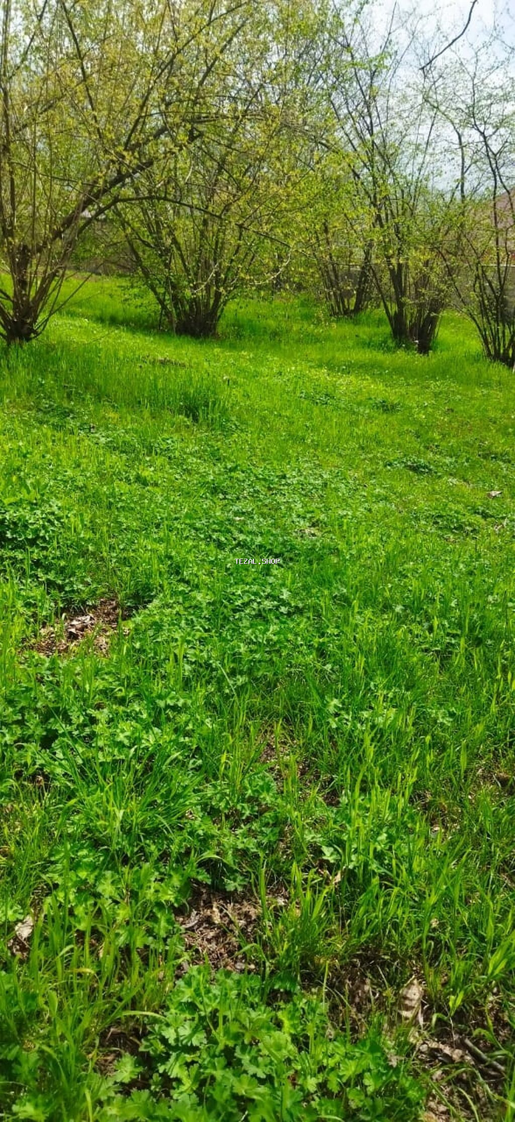 10 sot, Kənd təsərrüfatı, Kupça (Çıxarış) - şəkil 4