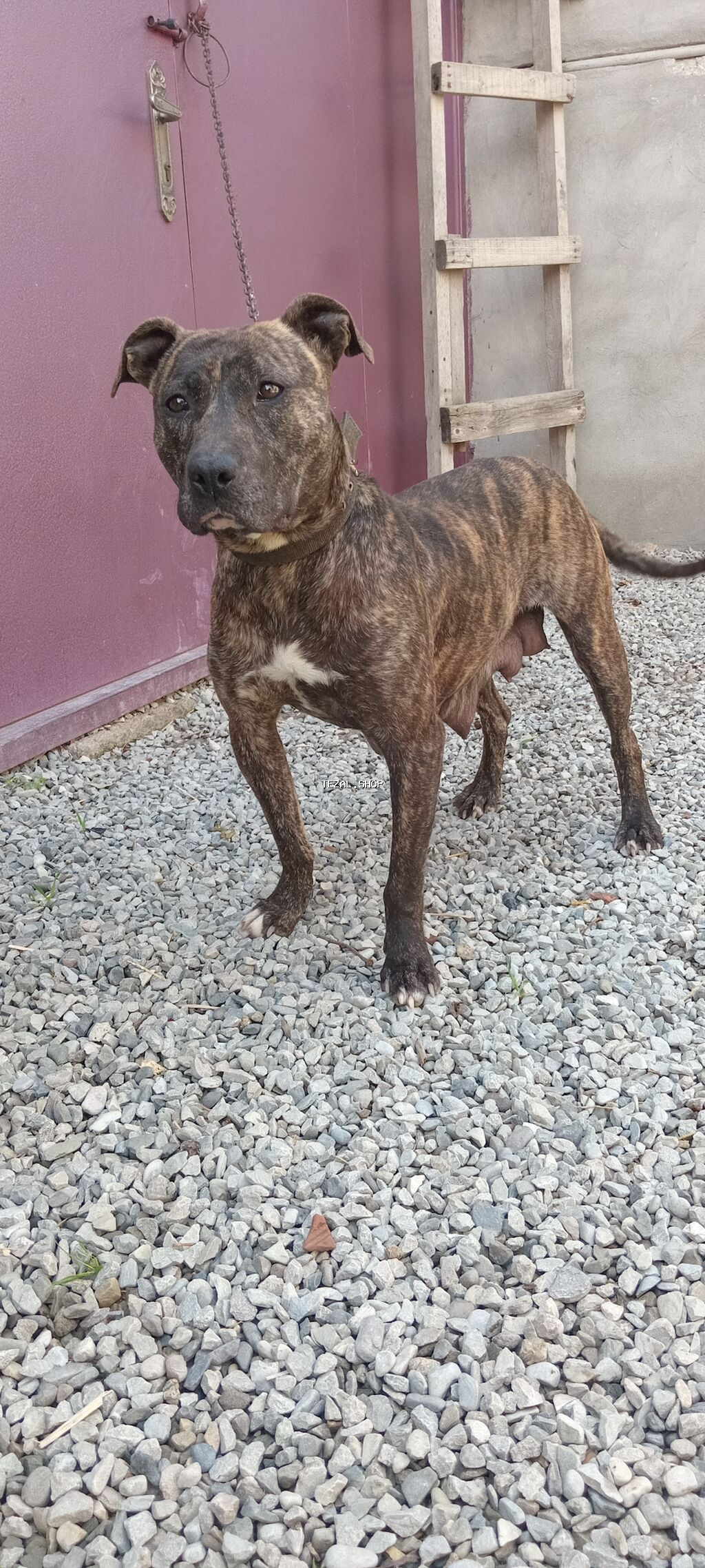 Staf. ana. bala. 120 m - şəkil 5