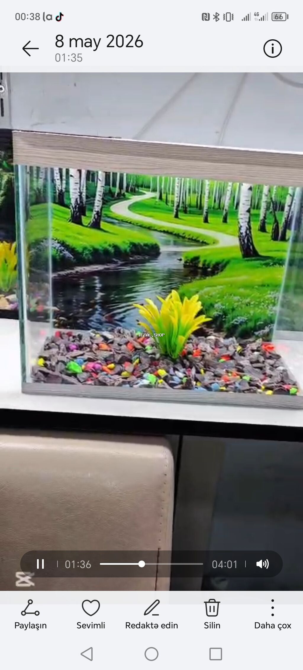 Satiwi 🐬Ağ şəffav danio ve glofishler 0.40azn 🦈 Danio baligi olcu 2 - şəkil 2