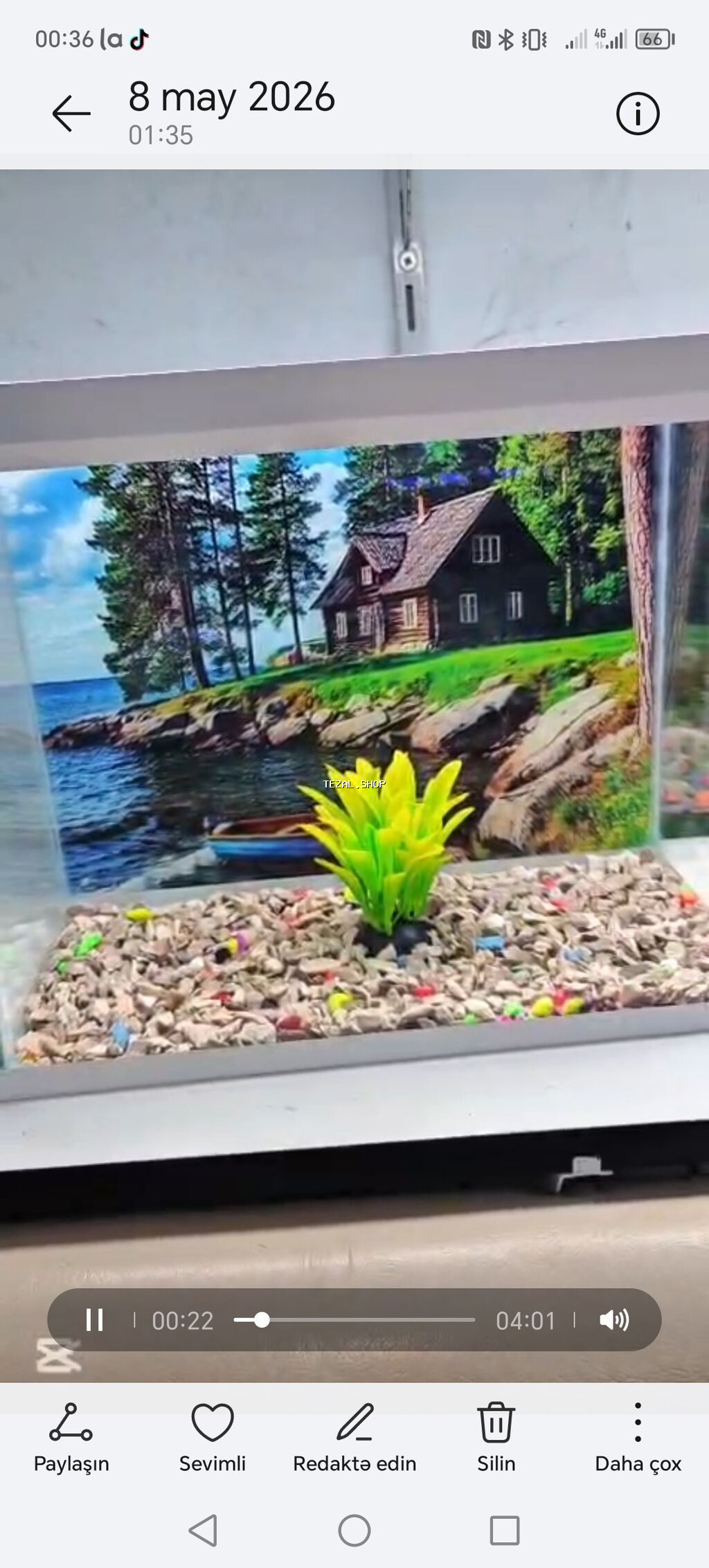 Satiwi 🐬Ağ şəffav danio ve glofishler 0.40azn 🦈 Danio baligi olcu 2 - şəkil 3