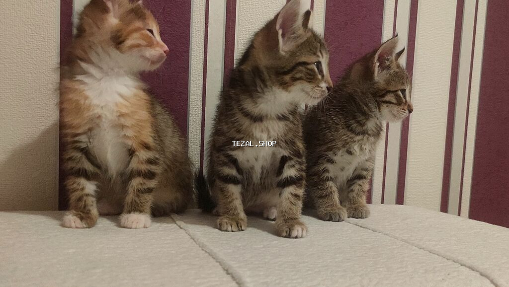 Tabbi, Yaxşı əllərə - şəkil 2