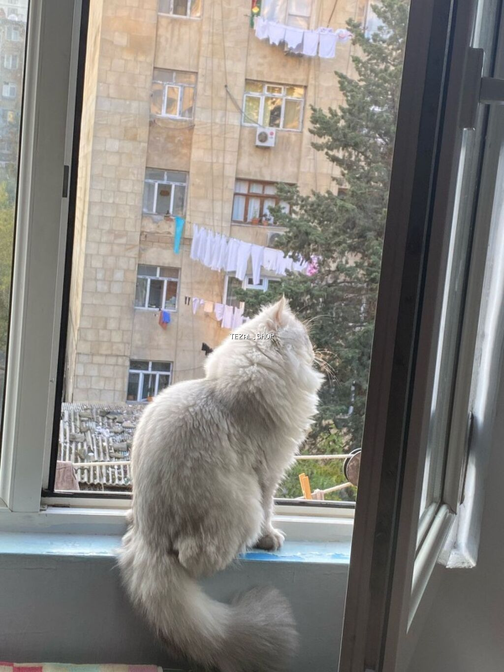 Yaxşı əllərə - şəkil 3