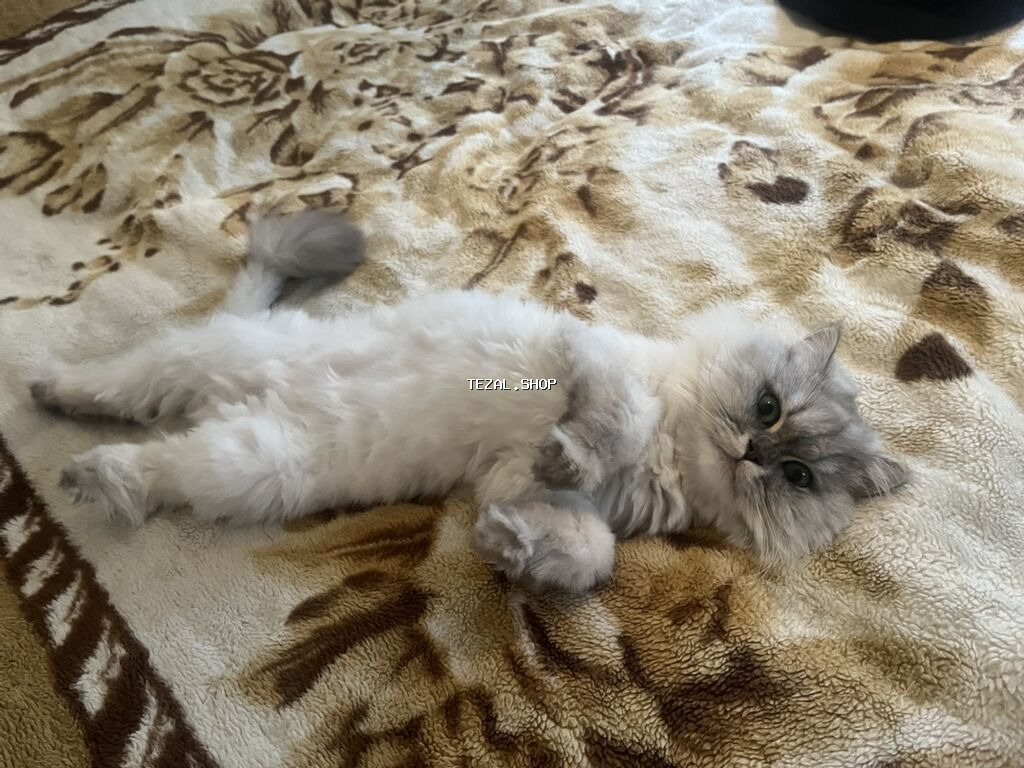 Yaxşı əllərə - şəkil 4