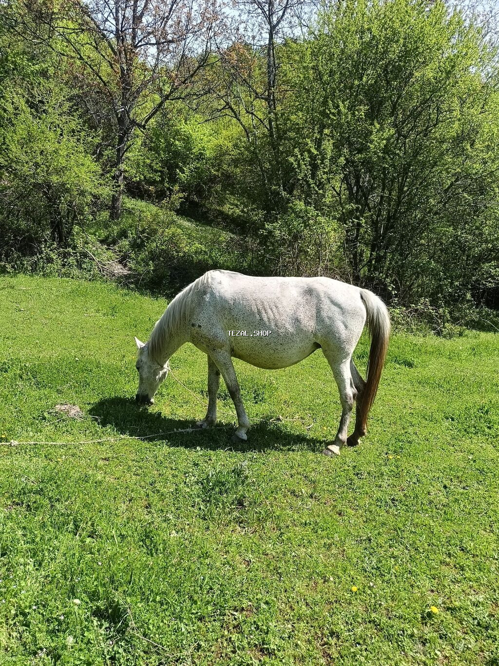 Madyan 10 günə doğacaq