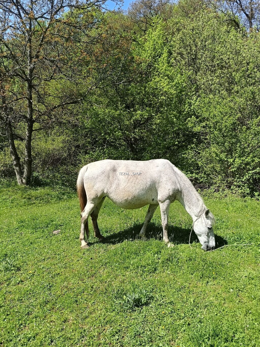 Madyan 10 günə doğacaq - şəkil 2