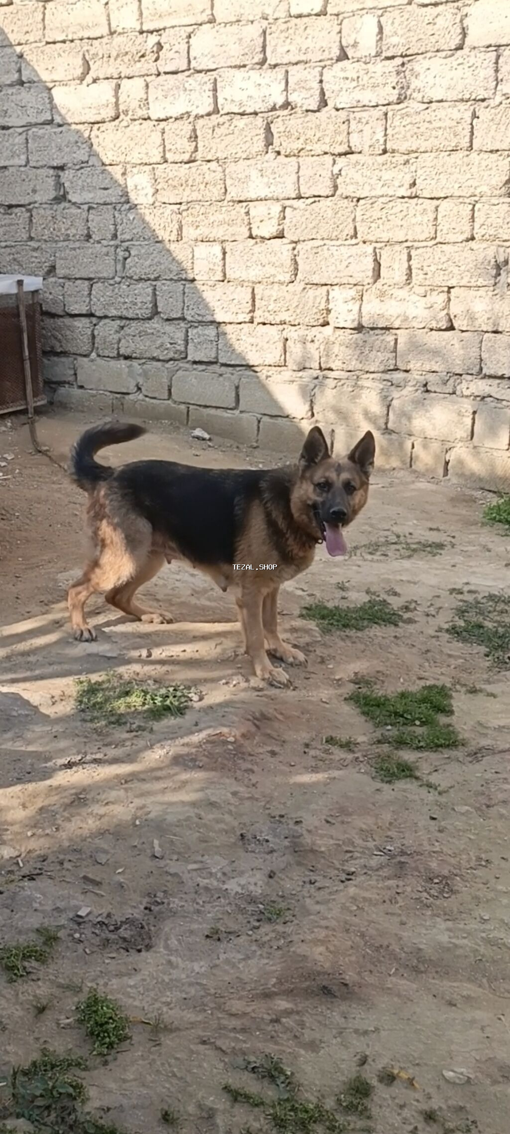 İtlər