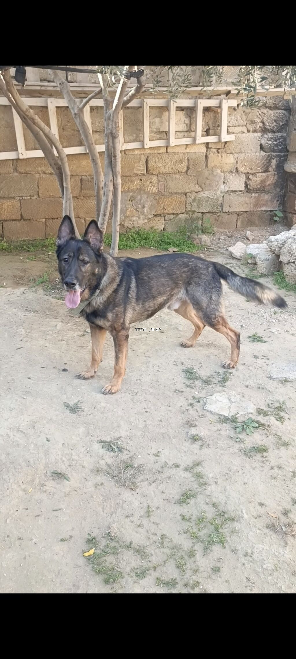 İtlər - şəkil 2
