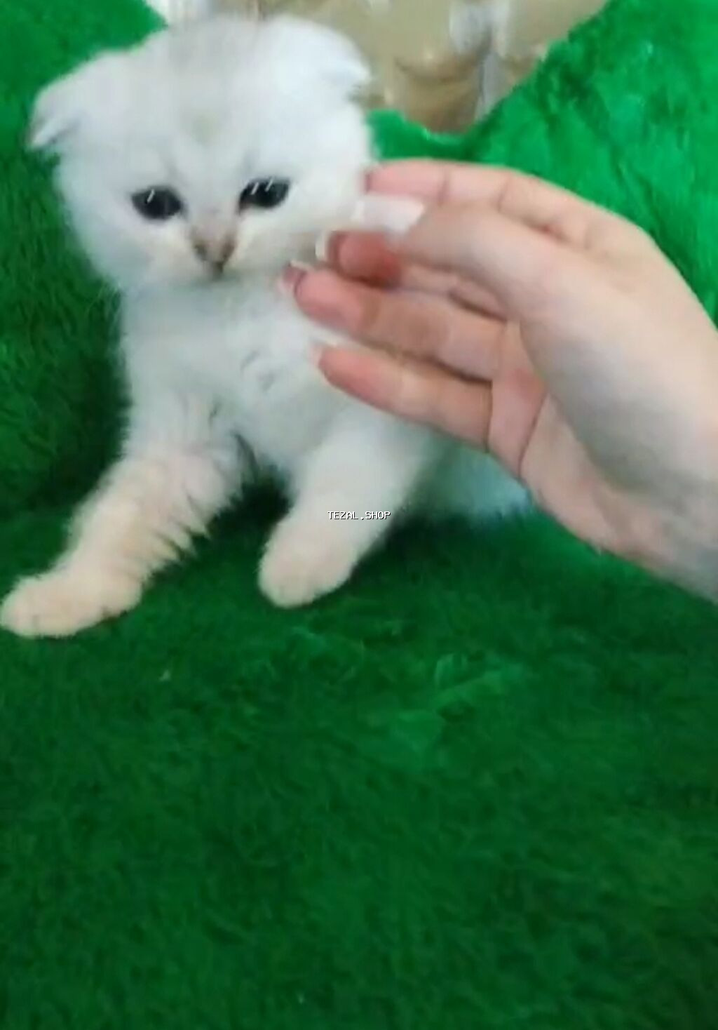 Şinşilla, Erkək