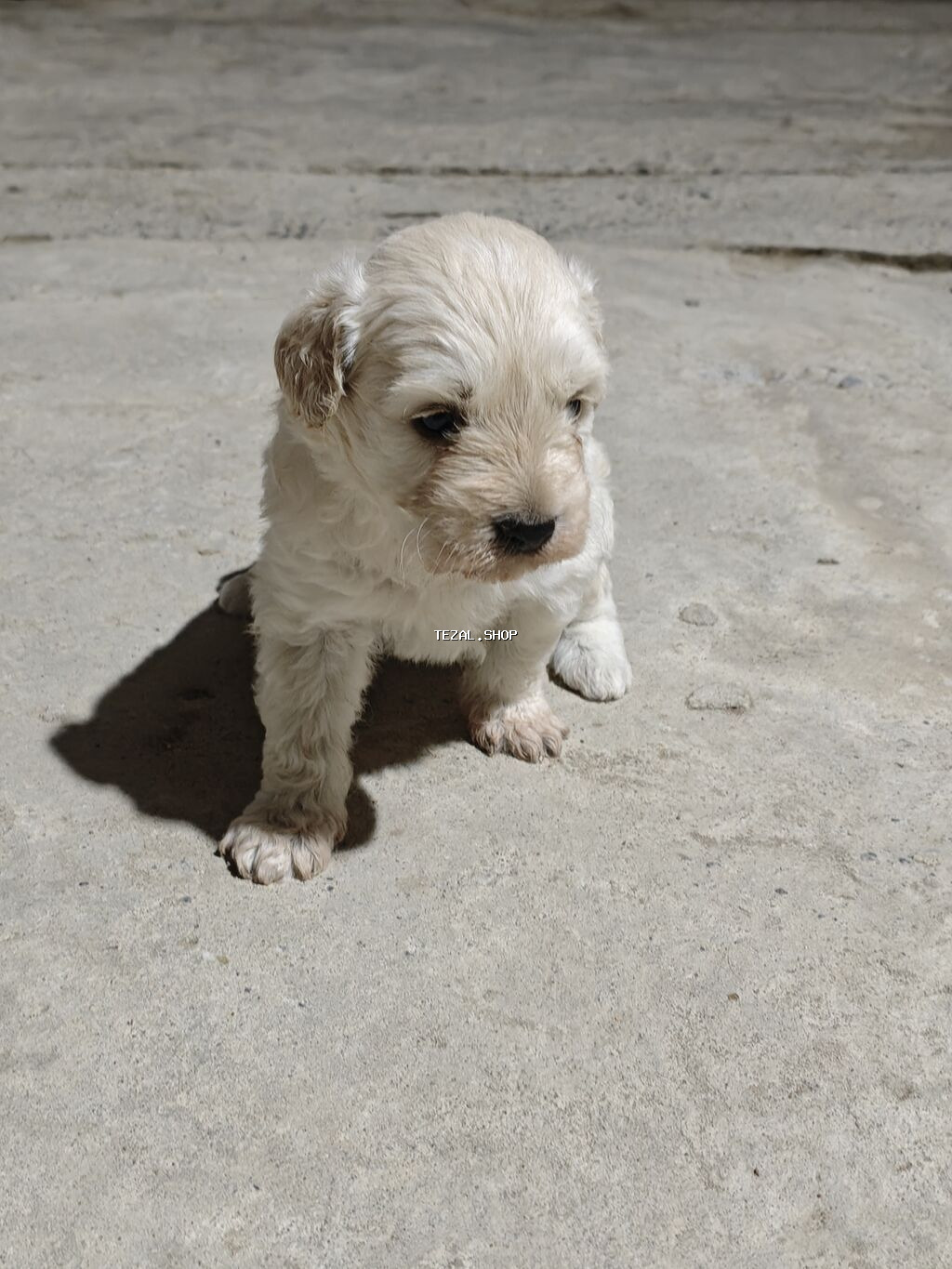 Golden retriver ( erkek) pudel (dişi) cütleşmesinden olub 1 erkek 1