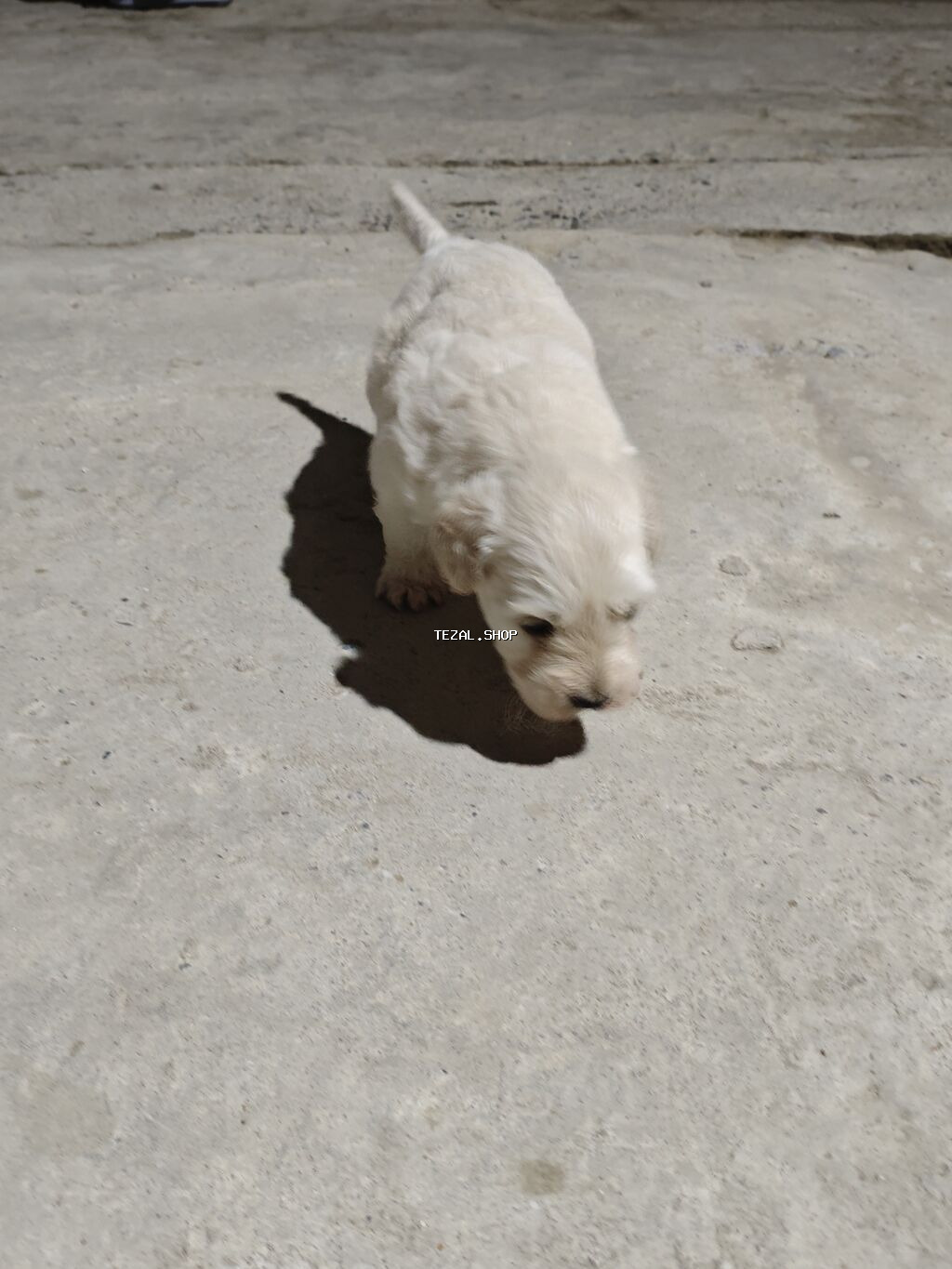 Golden retriver ( erkek) pudel (dişi) cütleşmesinden olub 1 erkek 1 - şəkil 2
