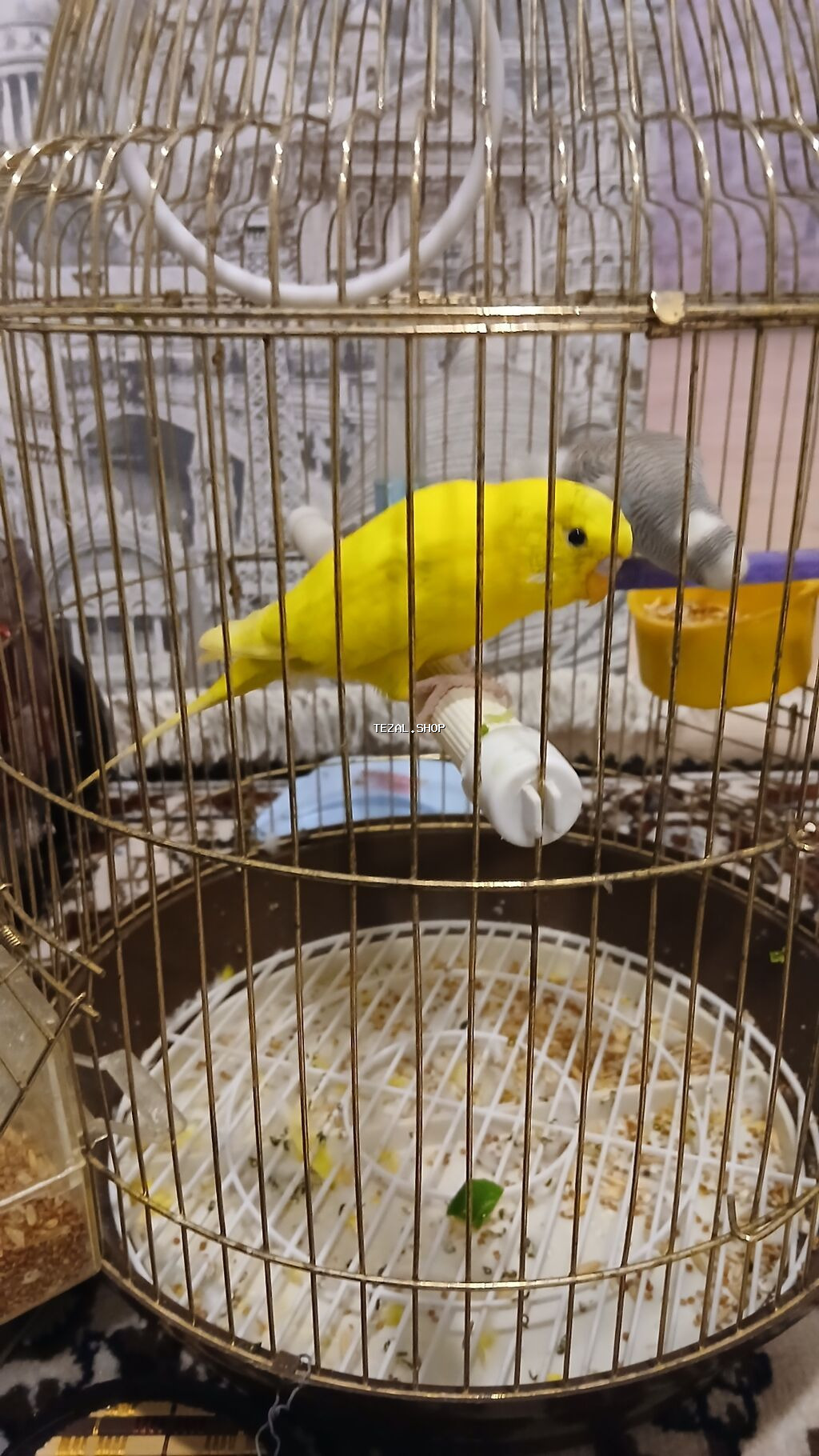 Qefesle birlikde 60m tek Quslar 30m