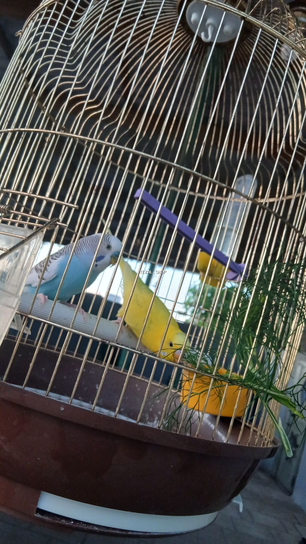 Qefesle birlikde 60m tek Quslar 30m - şəkil 3