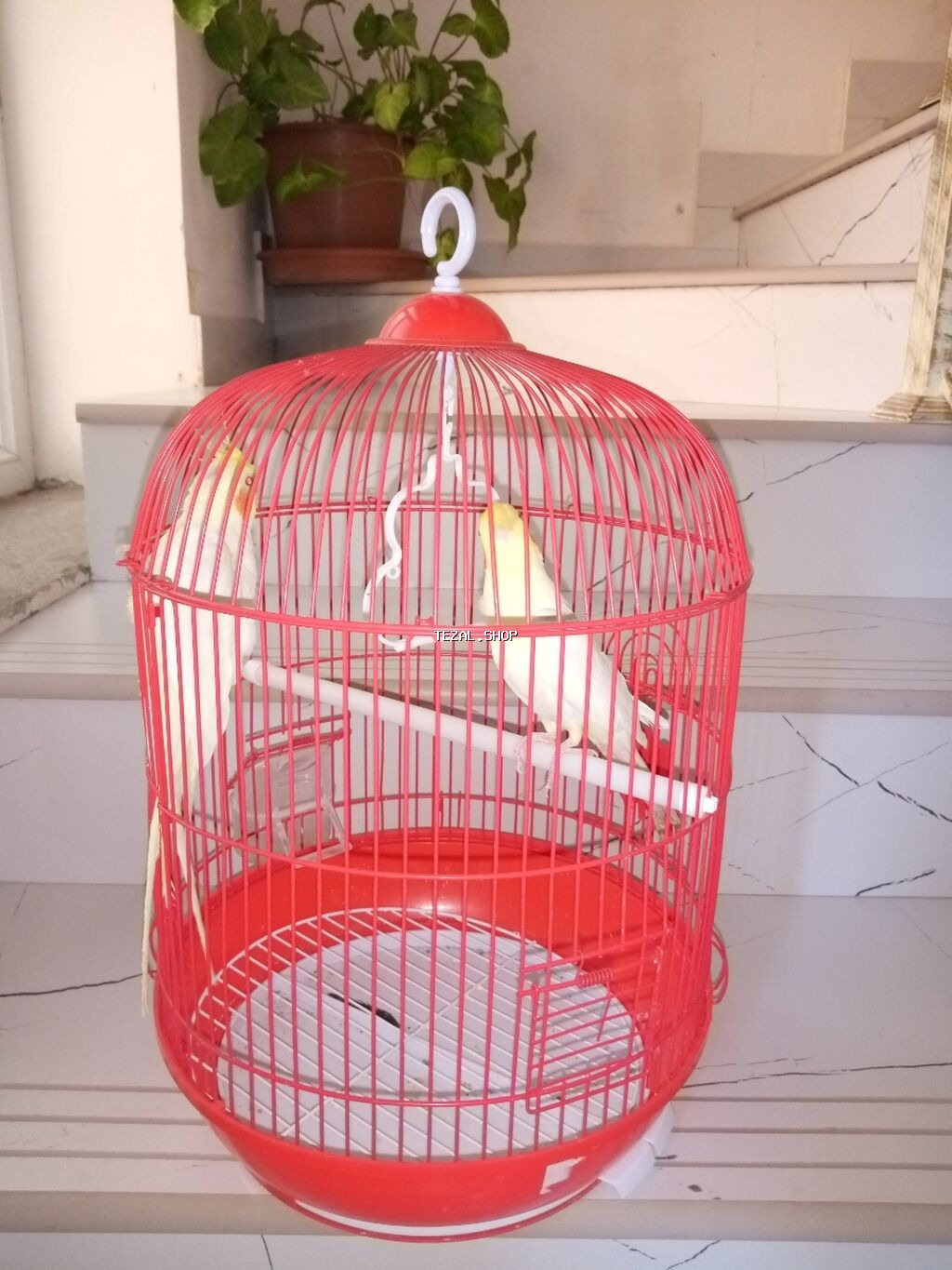 Qırmızi göz korella cüttü tam ruçnoy əl quşu Real alici zeng elesn