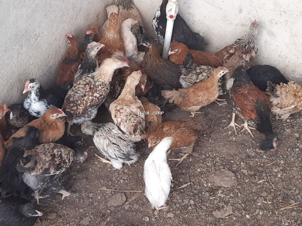 Salam tam saglam colpalar satlir isdeyenler buyra biler.2 ay 6