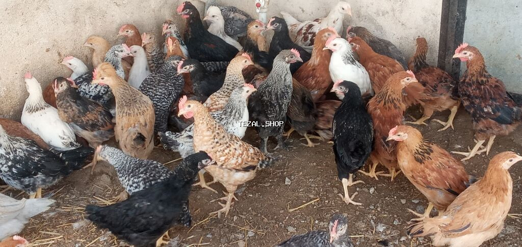 Salam tam saglam colpalar satlir isdeyenler buyra biler.2 ay 6 - şəkil 2
