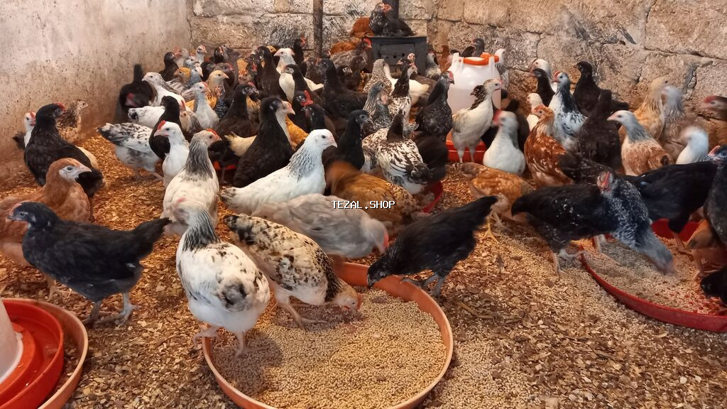 Salam tam saglam colpalar satlir isdeyenler buyra biler.2 ay 6 - şəkil 3