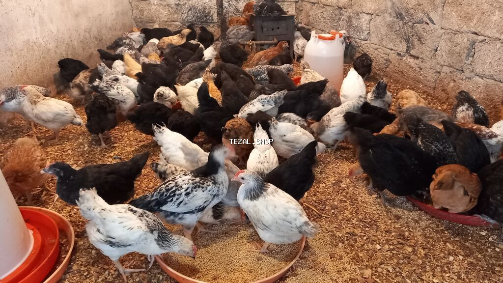 Salam tam saglam colpalar satlir isdeyenler buyra biler.2 ay 6 - şəkil 4