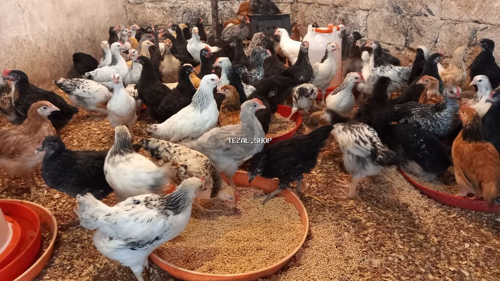 Salam tam saglam colpalar satlir isdeyenler buyra biler.2 ay 6 - şəkil 5