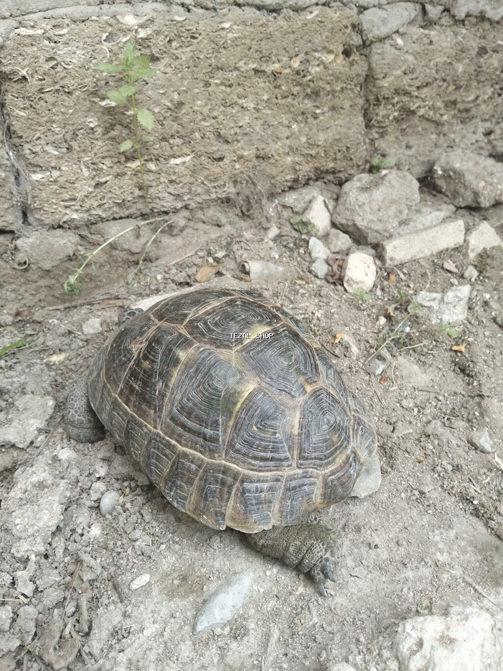 Quru Tsbağa Ölcüsu Orta Aktiv Heyvandı Qiy Barede Narhat Etməyin Unvan