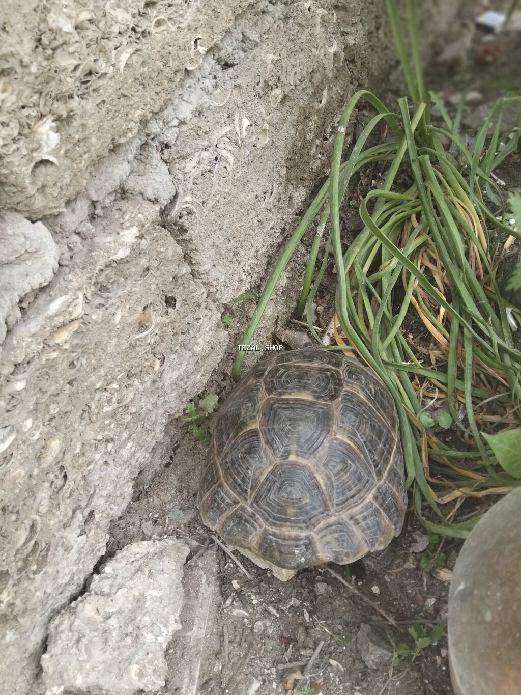 Quru Tsbağa Ölcüsu Orta Aktiv Heyvandı Qiy Barede Narhat Etməyin Unvan - şəkil 2