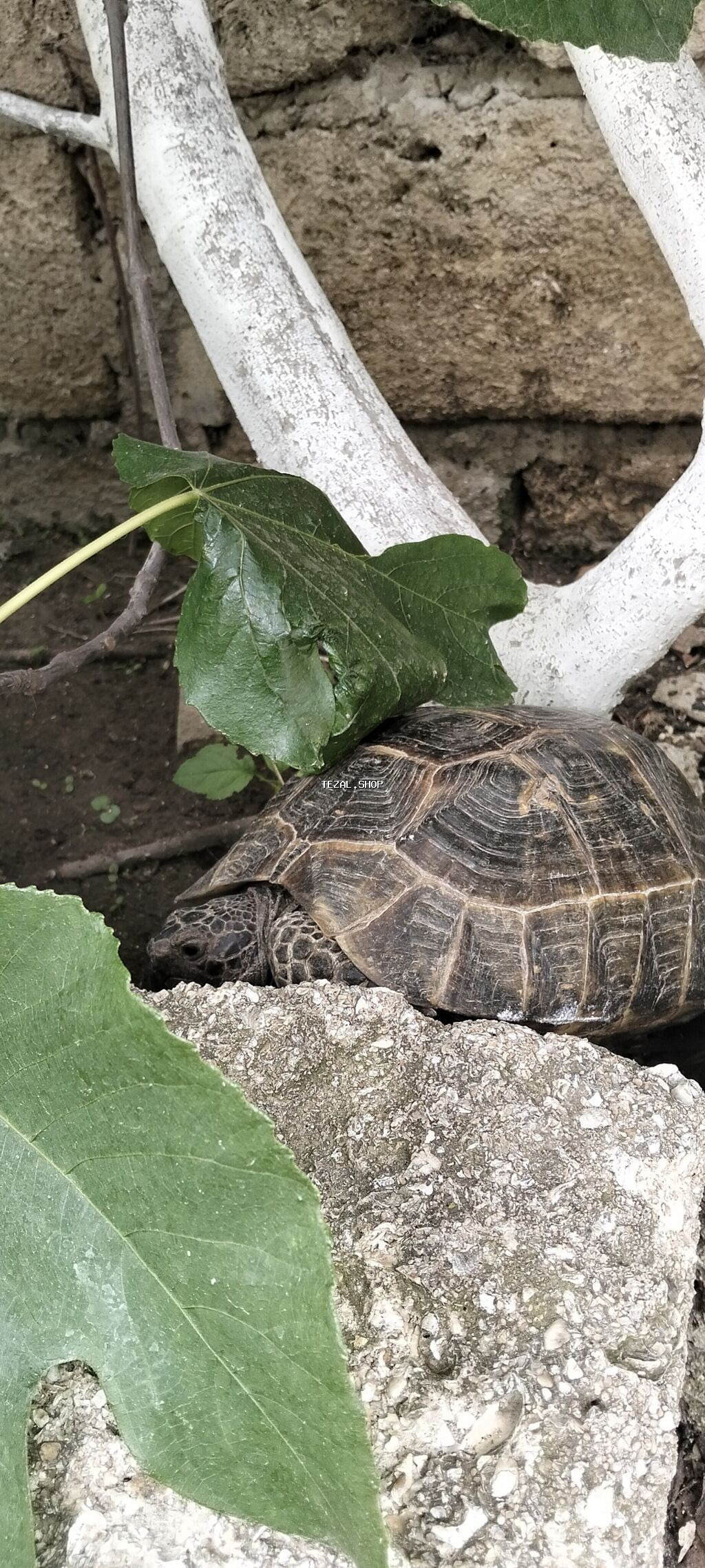 Quru Tsbağa Ölcüsu Orta Aktiv Heyvandı Qiy Barede Narhat Etməyin Unvan - şəkil 3