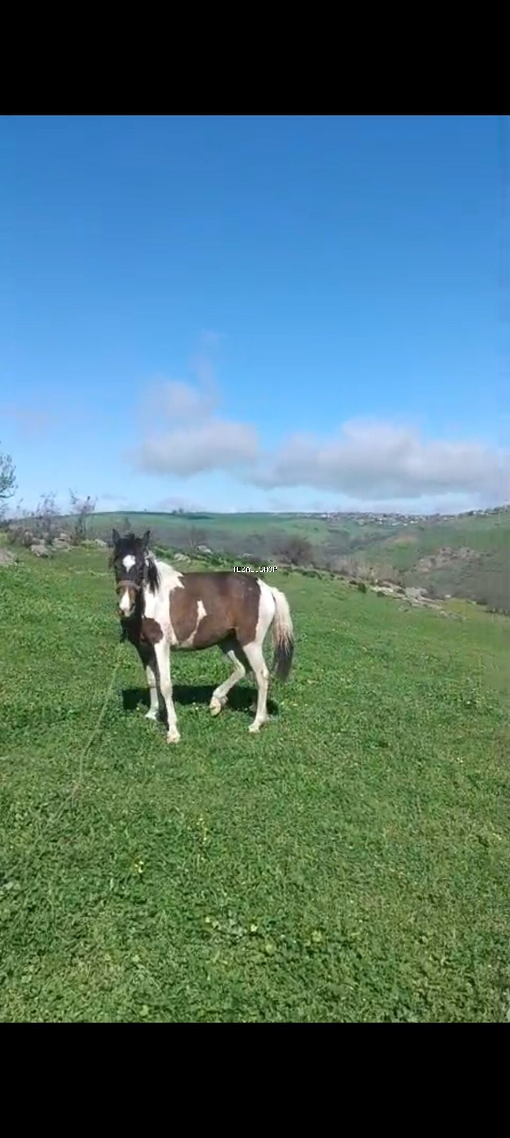 Satılır Qiymət 1200m istəyən 050 641 85 17 əlaqə saxlasın - şəkil 5