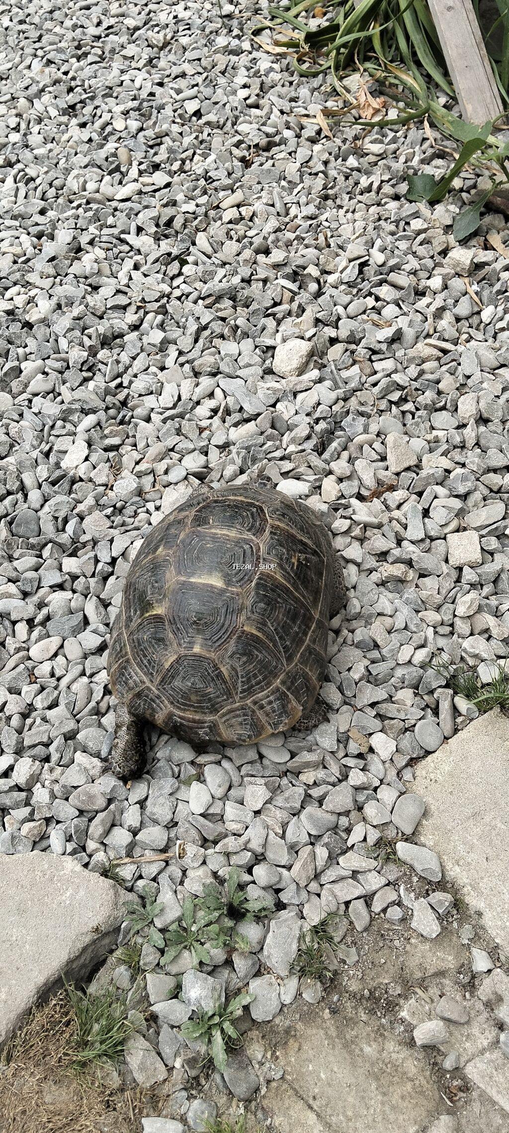 Quru Tısbaga Satılır Ölcü Orta Unvan M Koroglu yagnlıgı. Boş Bekar