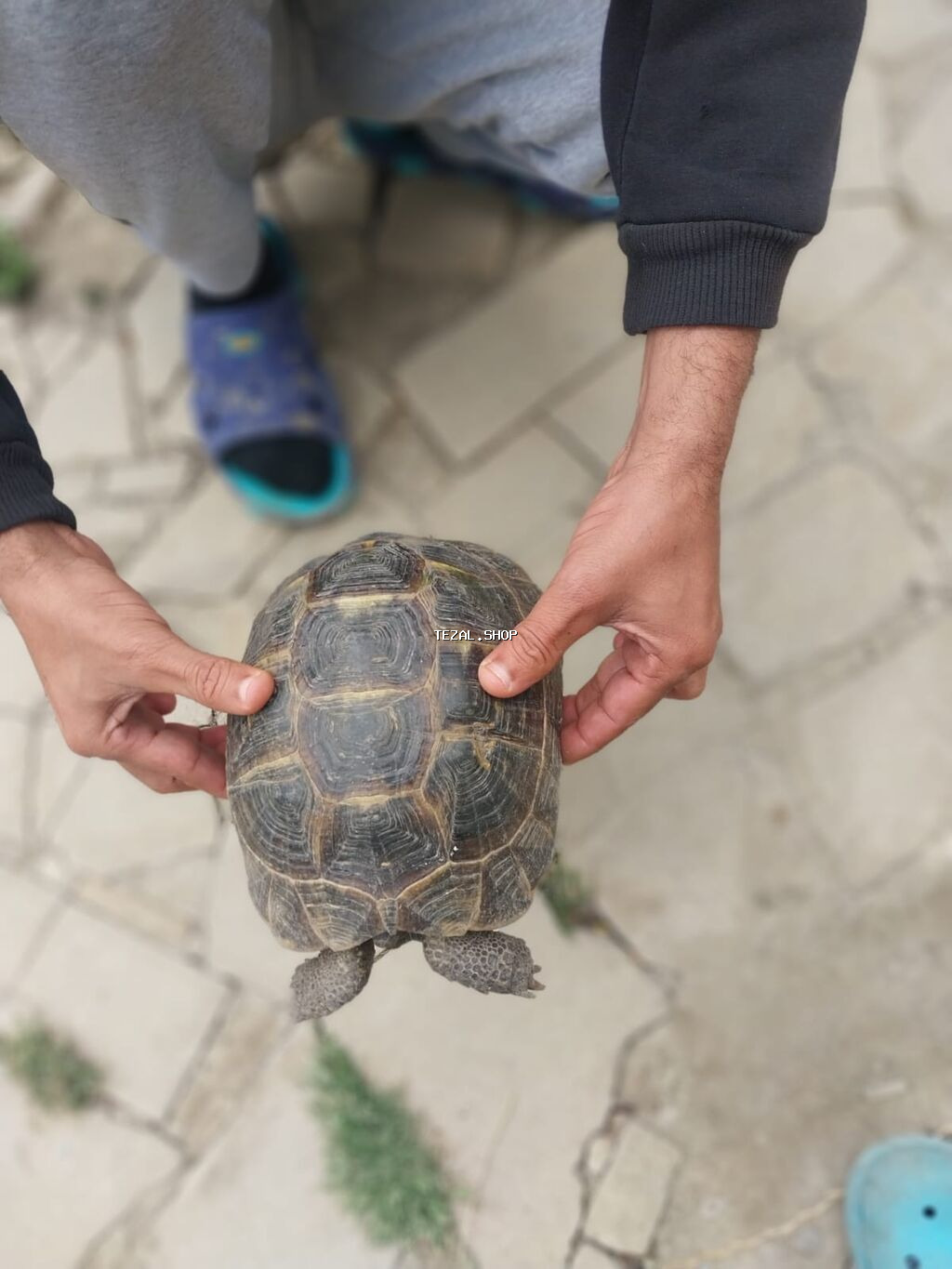Quru Tısbaga Satılır Ölcü Orta Unvan M Koroglu yagnlıgı. Boş Bekar - şəkil 2