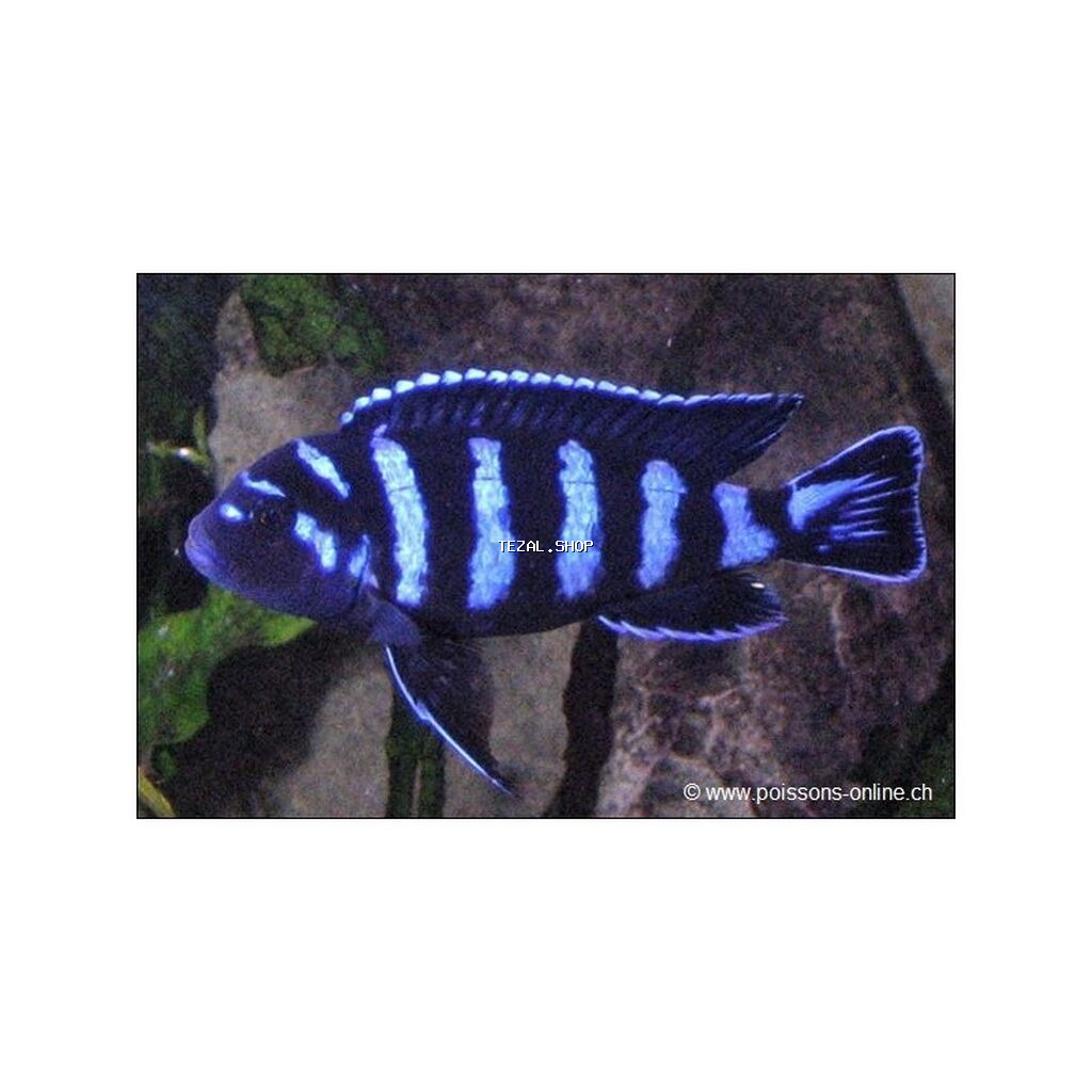 Ace nigara 1-2sm 1azn Firefish 1-2-sm 1azn Ace nigara 2-3sm 2azn - şəkil 3