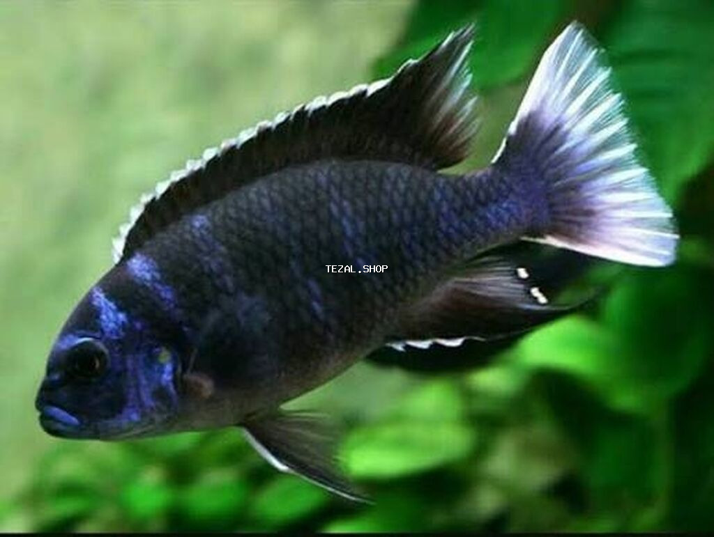 Ace nigara 1-2sm 1azn Firefish 1-2-sm 1azn Ace nigara 2-3sm 2azn - şəkil 4