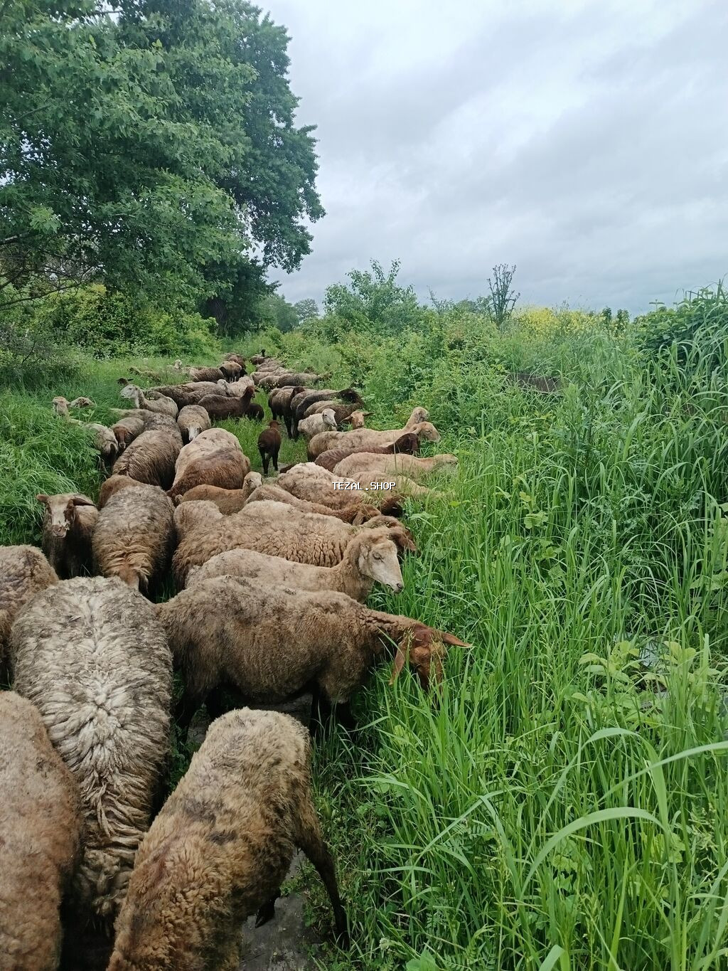 Satılır 100 heyvandi hamsıda super - şəkil 2