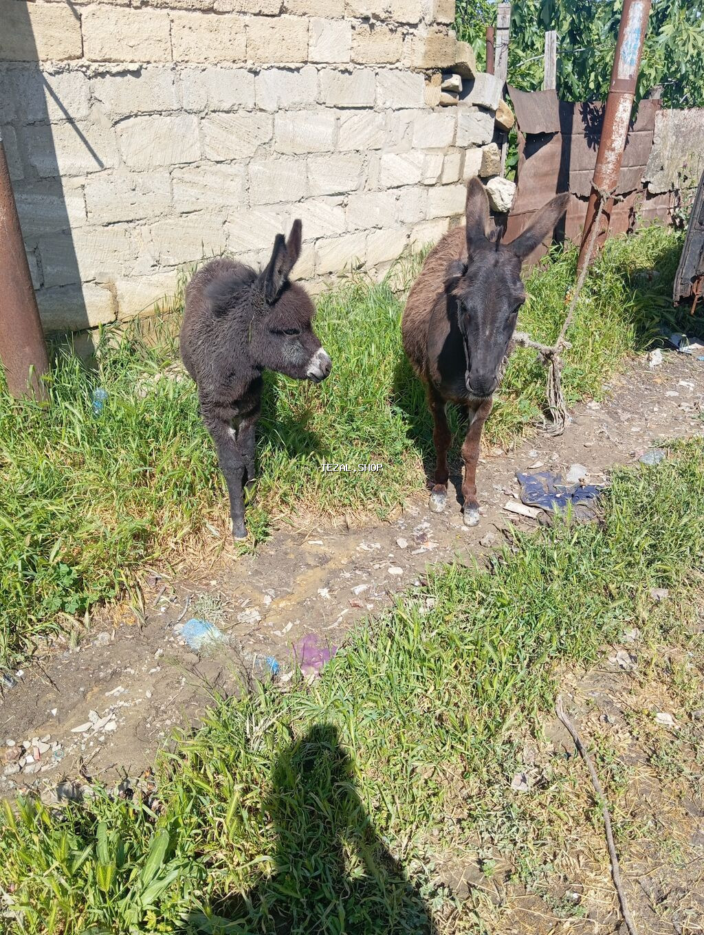 Eşşək südü göy öskürəyin dərmani göz önündə sağilir