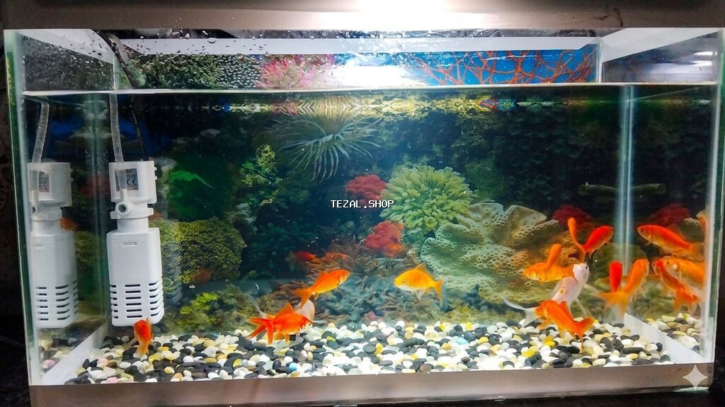 Akvarium filteri ilə birlikdə