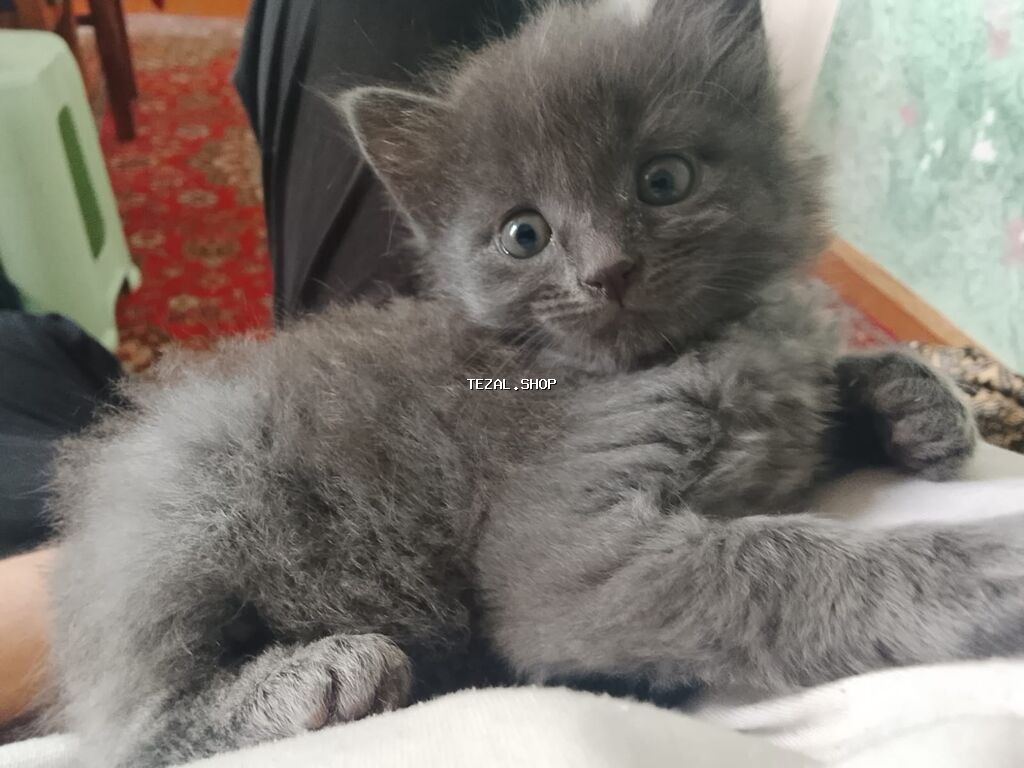 Sahiblendirilir. Qum tərbiyəsi var