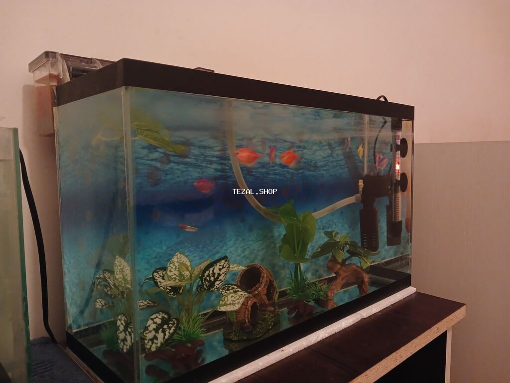 50×30×18 10 eded balıq 8 eded glofish 2 eded neon tetra Şəlalə
