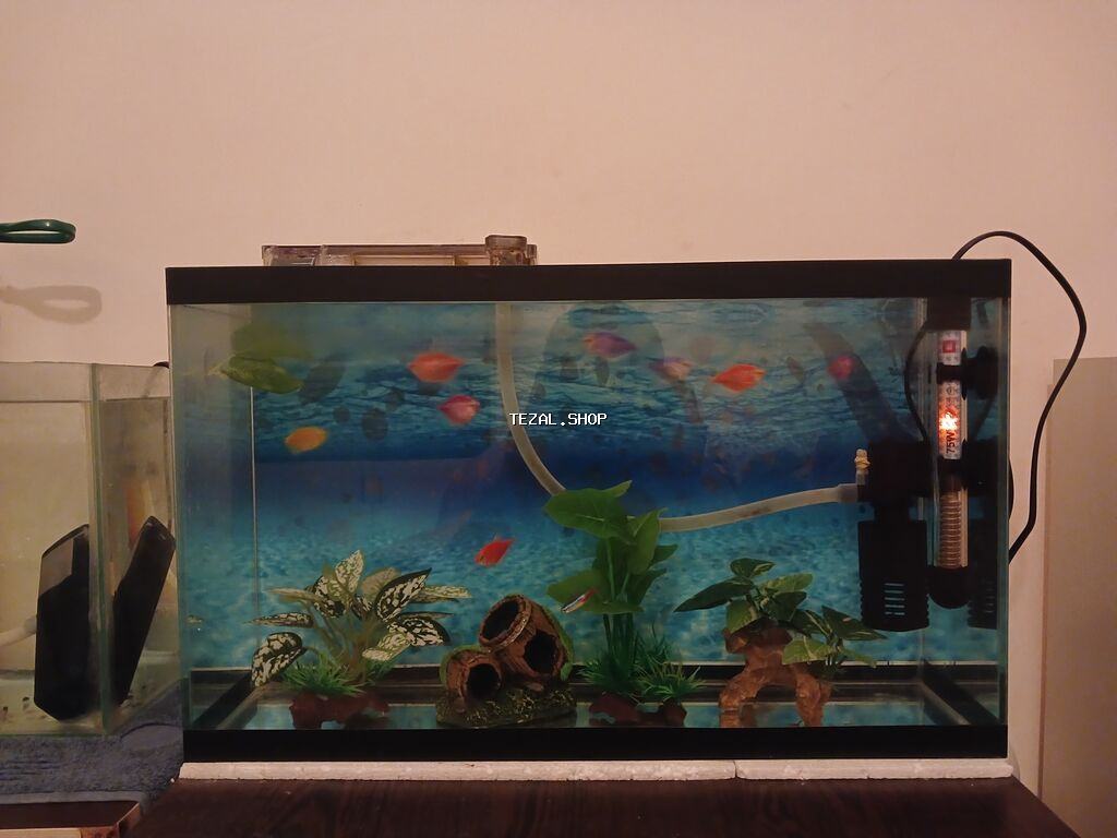 50×30×18 10 eded balıq 8 eded glofish 2 eded neon tetra Şəlalə - şəkil 2
