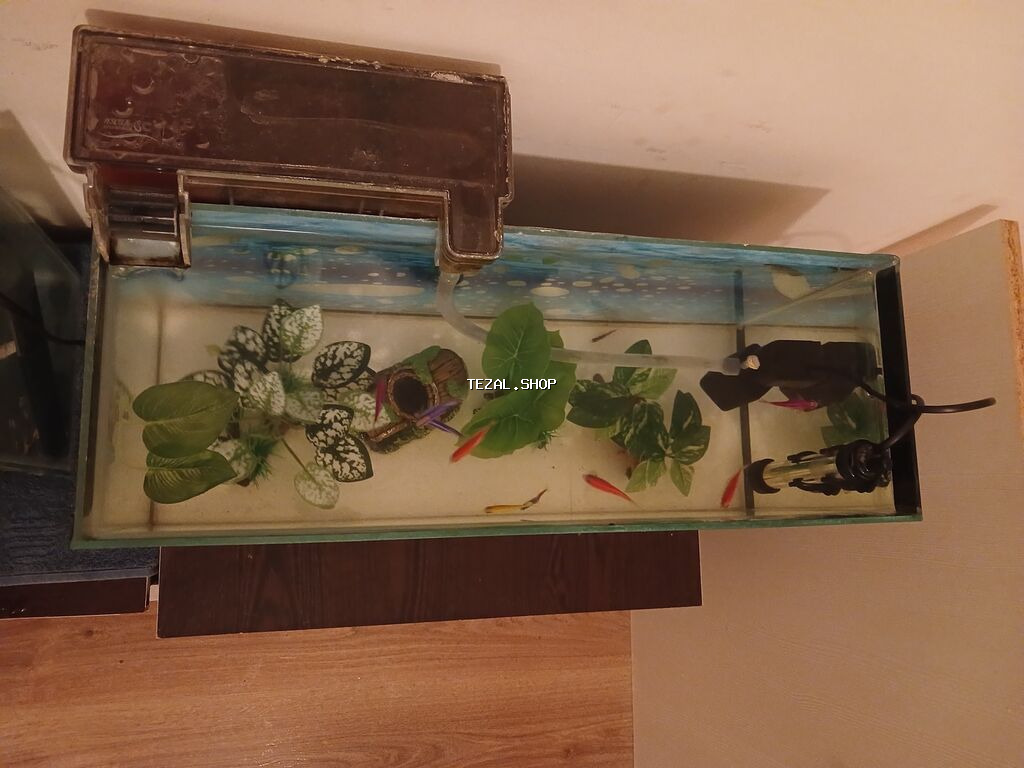 50×30×18 10 eded balıq 8 eded glofish 2 eded neon tetra Şəlalə - şəkil 3