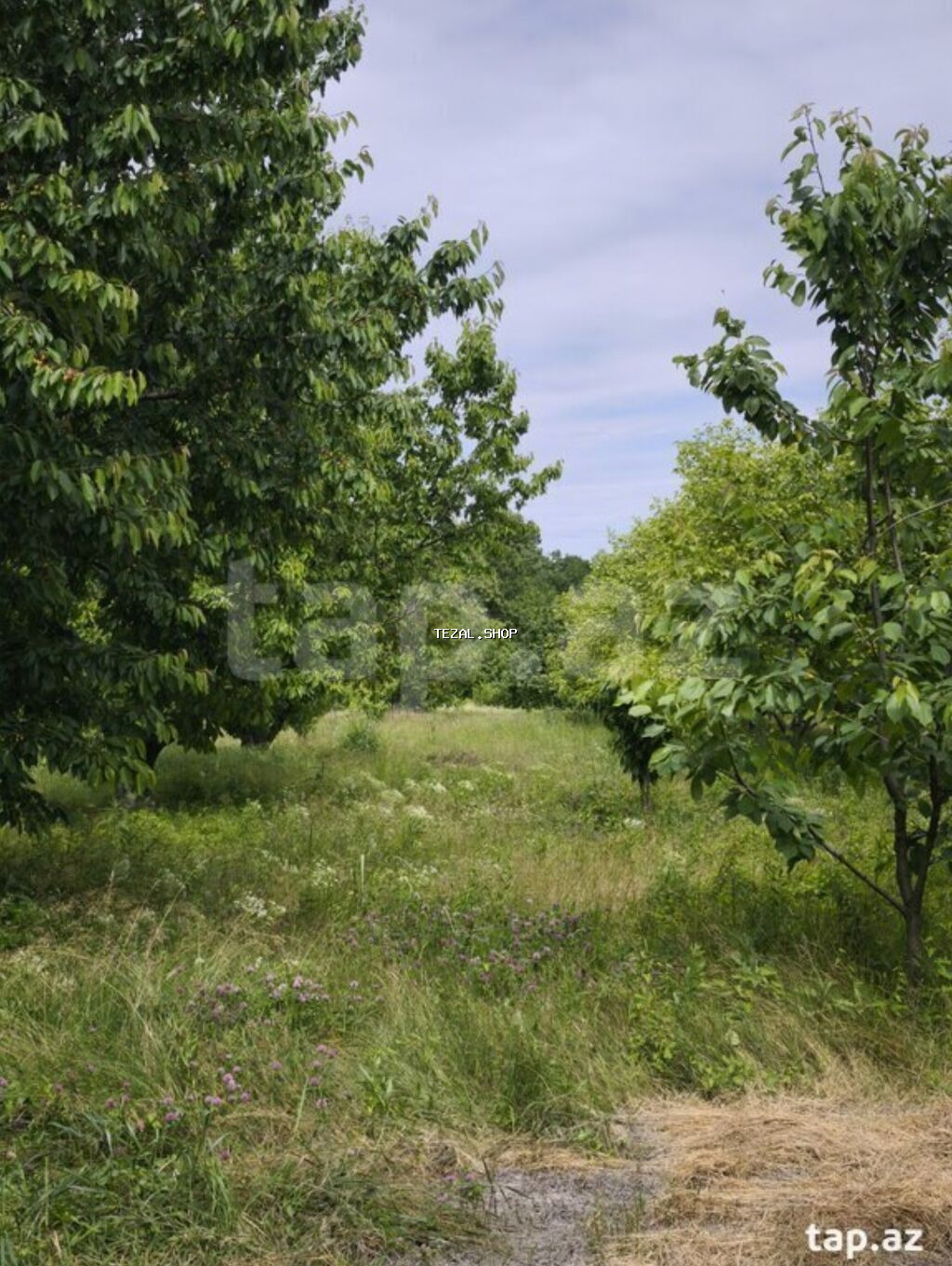 102 sot, Kənd təsərrüfatı, Mülkiyyətçi, Kupça (Çıxarış)
