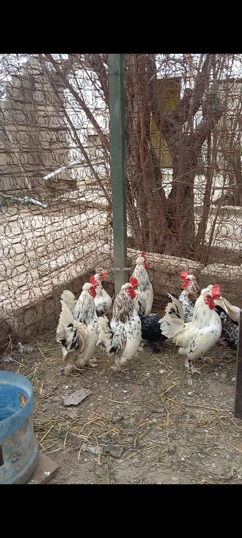 Şpanka Xoruzlar satılır
