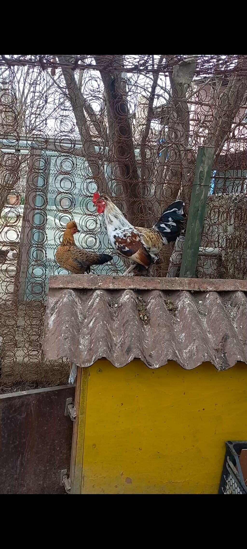 Şpanka Xoruzlar satılır - şəkil 2