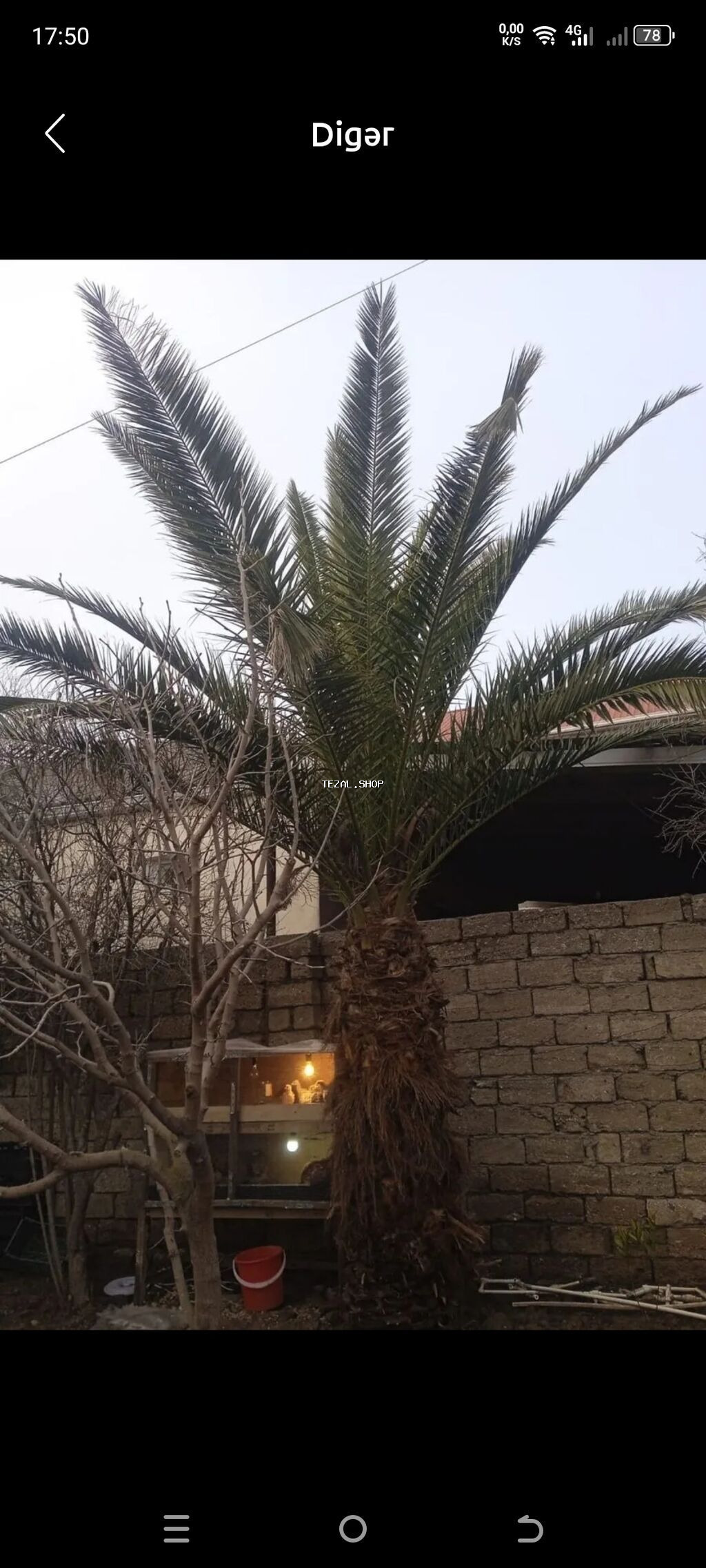 İtlər - şəkil 3