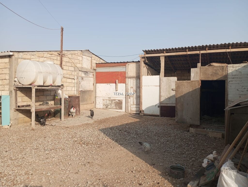 12 sotun içində həyatyanı ferma satılır.70 baş iri buynuzlu mal - şəkil 4