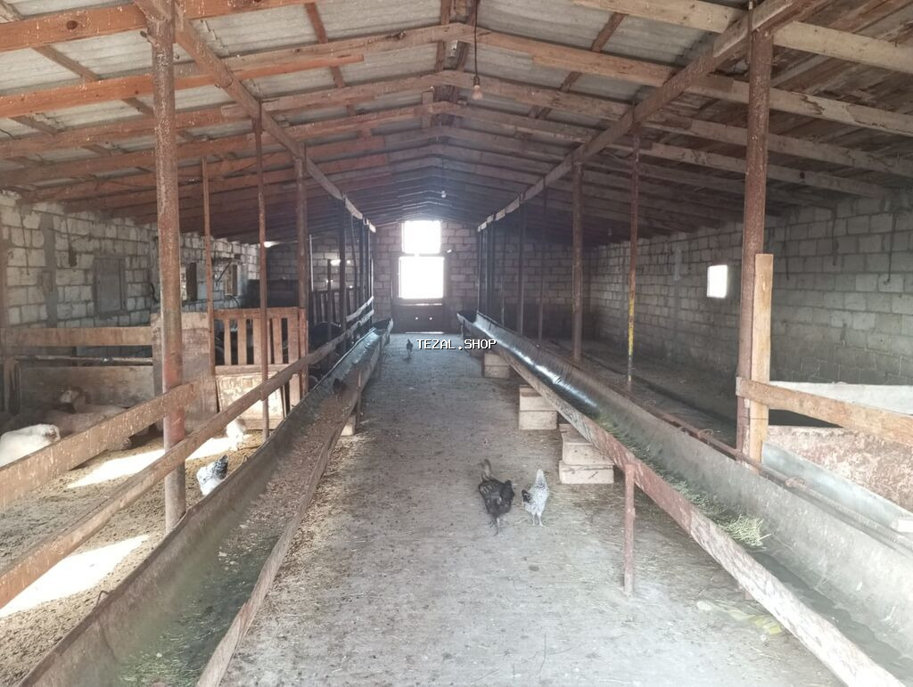 12 sotun içində həyatyanı ferma satılır.70 baş iri buynuzlu mal - şəkil 5